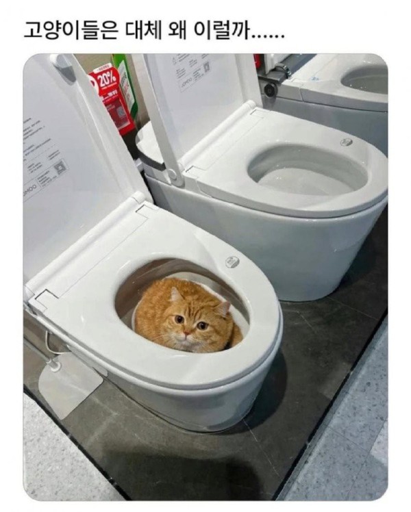 17560275869799.jpg